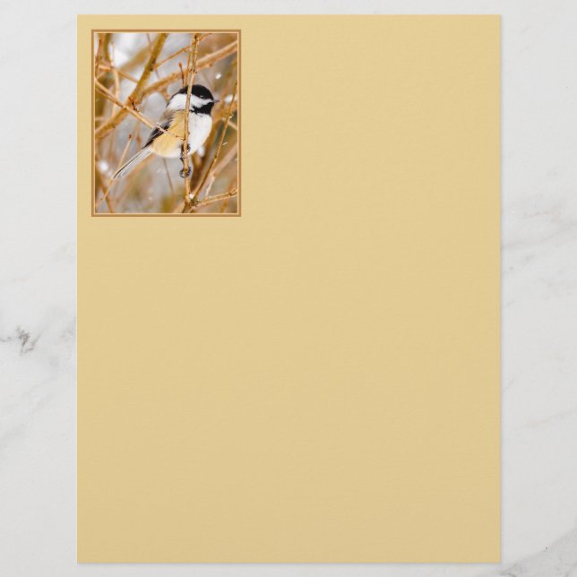 Black-Capped Chickadee - Original Photograph (Front)