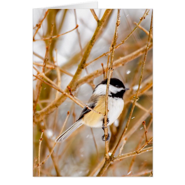 Black-Capped Chickadee - Original Photograph (Front)