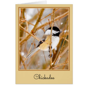 Black-Capped Chickadee - Original Photograph