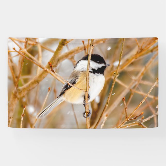 Black-Capped Chickadee - Original Photograph Banner (Horizontal)