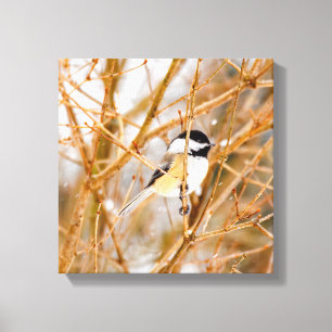 Black-Capped Chickadee - Original Photograph Canvas Print