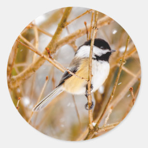 Black-Capped Chickadee - Original Photograph Classic Round Sticker
