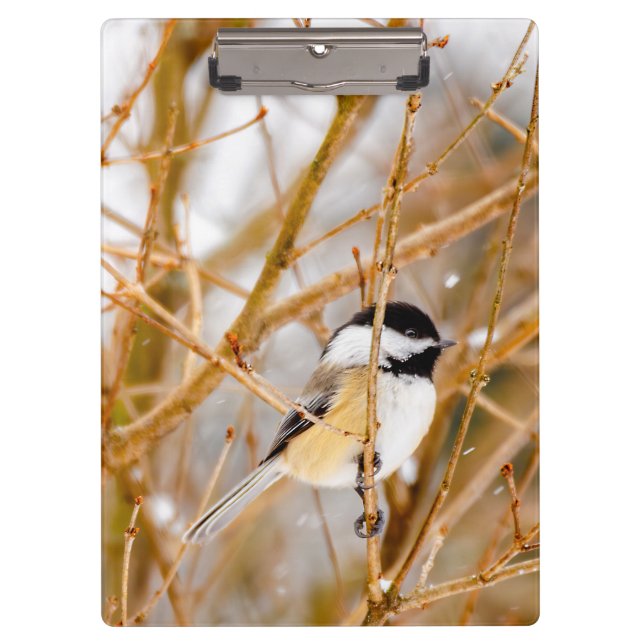 Black-Capped Chickadee - Original Photograph Clipboard (Front)