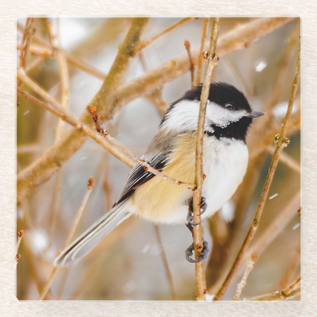 Black-Capped Chickadee - Original Photograph Glass Coaster (Front)
