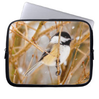 Black-Capped Chickadee - Original Photograph