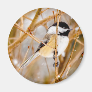Black-Capped Chickadee - Original Photograph Magnet