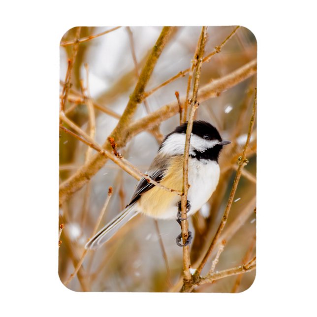 Black-Capped Chickadee - Original Photograph Magnet (Vertical)