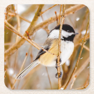 Black-Capped Chickadee - Original Photograph Square Paper Coaster