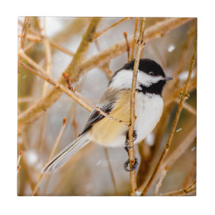 Black-Capped Chickadee - Original Photograph Tile