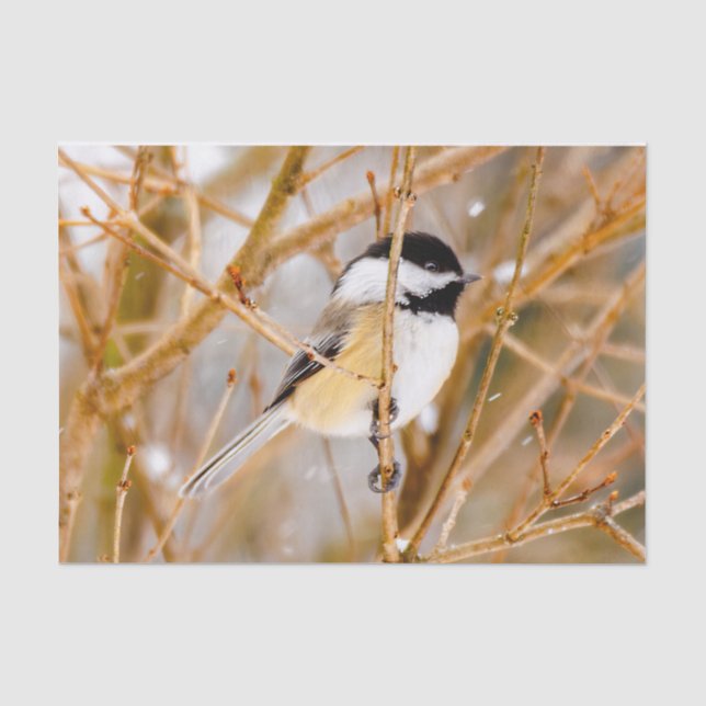Black-Capped Chickadee - Original Photograph Tissue Paper (Front)
