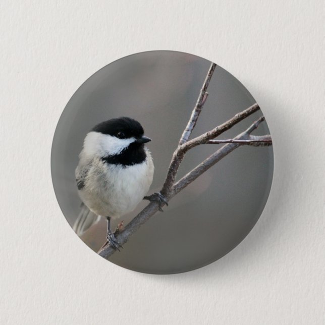 Black Capped Chickadee Photo 6 Cm Round Badge (Front)