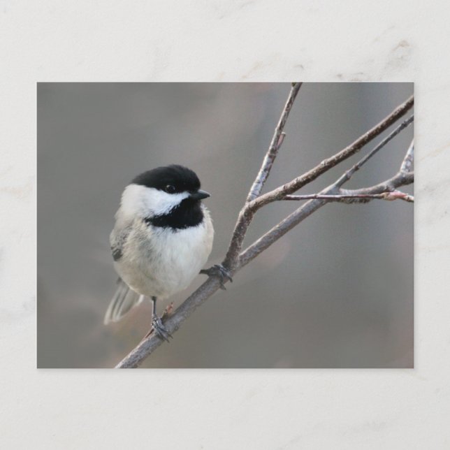 Black Capped Chickadee Photo Postcard (Front)