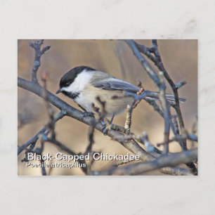 Black-Capped Chickadee Postcard