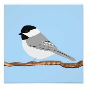 Black-Capped Chickadee print