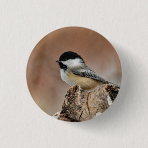 Black Capped Chickadee Snow Photo 3 Cm Round Badge
