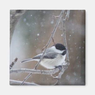 Black-capped Chickadee - Songbird Magnet