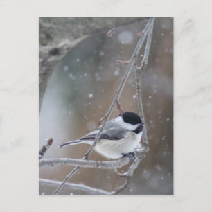 Black-capped Chickadee - Songbird Postcard