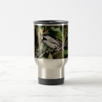 Black-capped chickadee