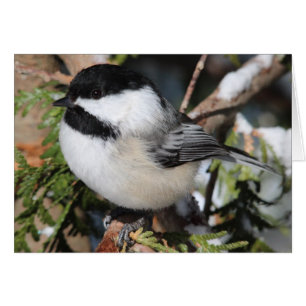 Black-capped Cickadee