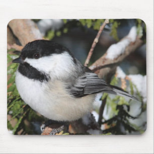 Black-capped Cickadee Mouse Pad