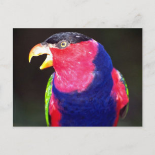 Black-capped lori postcard