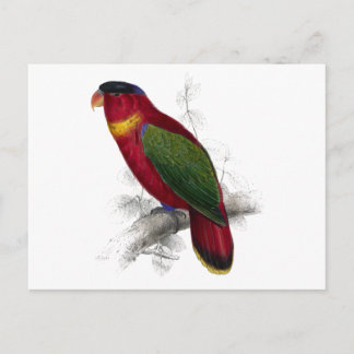 Black-Capped Lory by Edward Lear Postcard