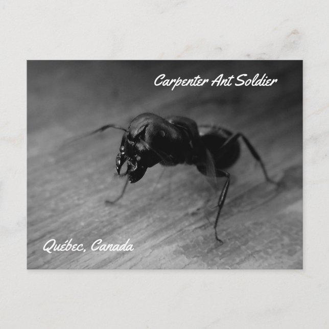 Black Carpenter Ant Soldier Aggressive Posture Postcard (Front)