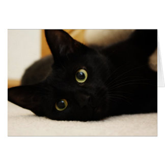 Black Cat