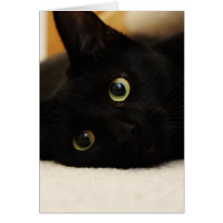 Black Cat