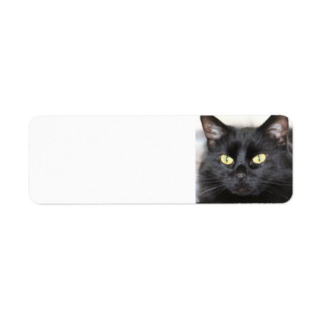 Black Cat (Front)