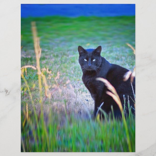 Black Cat (Front)