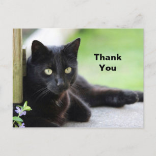 Black Cat 4 Thank You Postcard