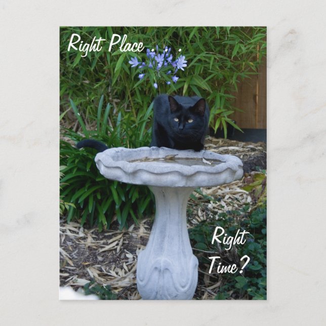 Black Cat Birdbath Postcard (Front)