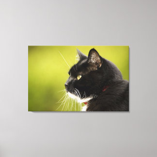 Black Cat Canvas Print