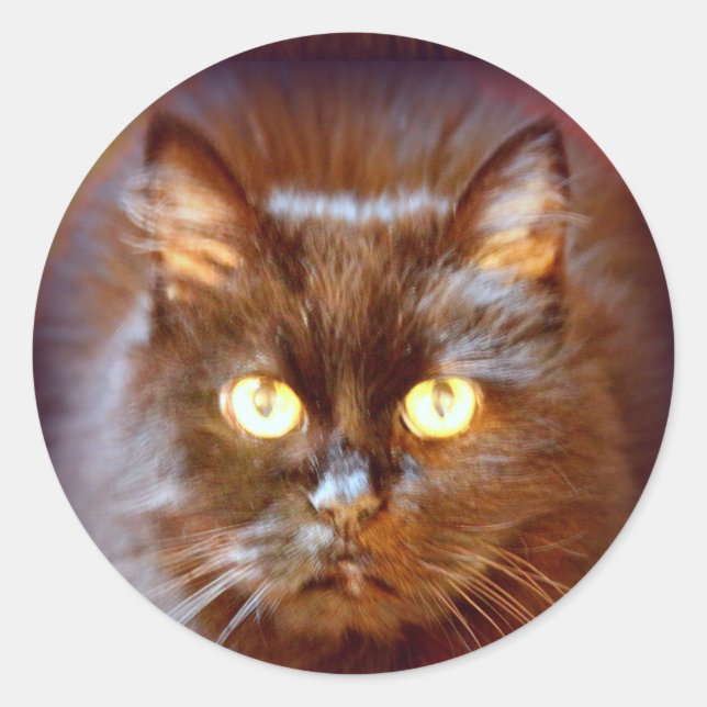 black cat classic round sticker (Front)