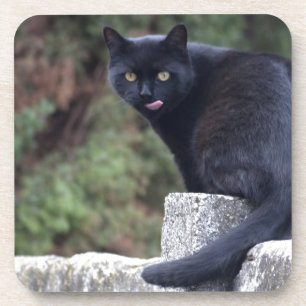 Black Cat Coaster