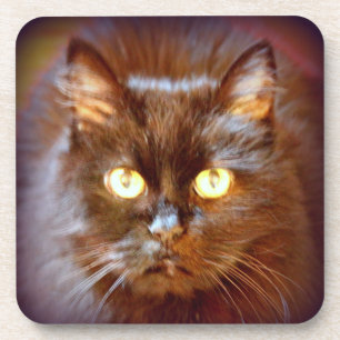 black cat coaster