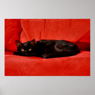 Black Cat Edgar Poster