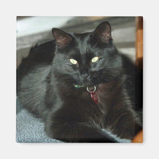Black Cat Enjoys The Sun Magnet (Front)