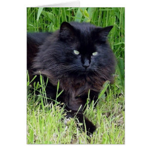 Black cat fluffy long hair feline regal proud