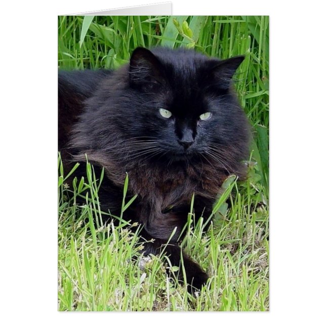 Black cat fluffy long hair feline regal proud (Front)