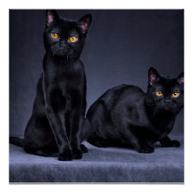 black cat Glossy Poster 