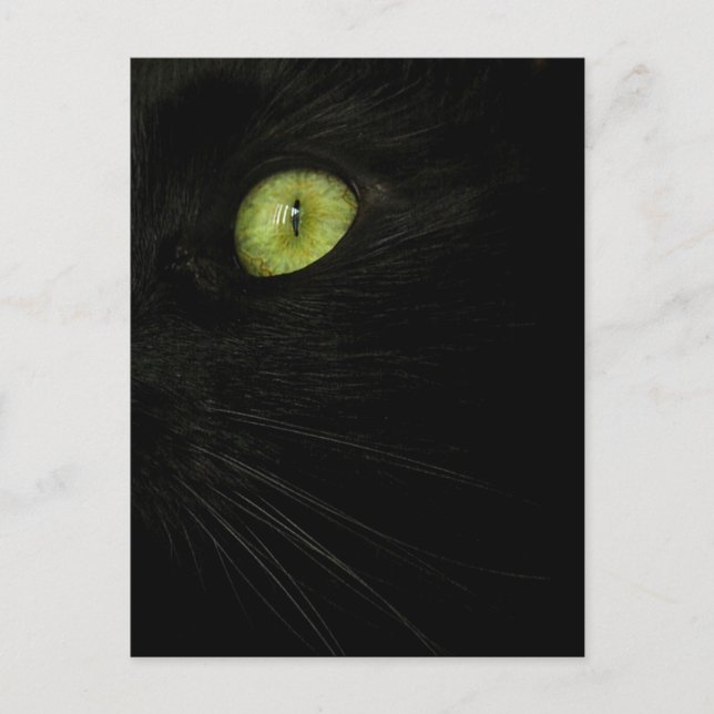 Black Cat, Green Eye postcard (Front)