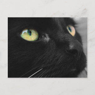 Black Cat Green Eyes Postcard