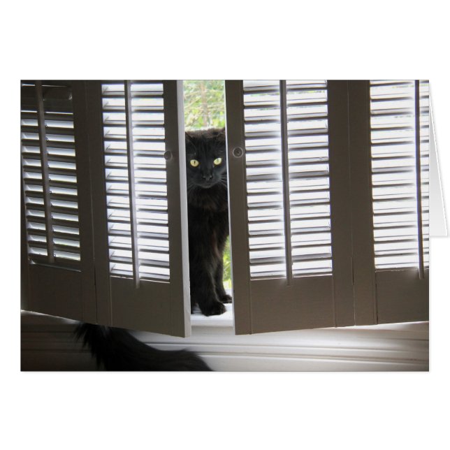 Black Cat in the Window Shutters, blank notes (Front Horizontal)