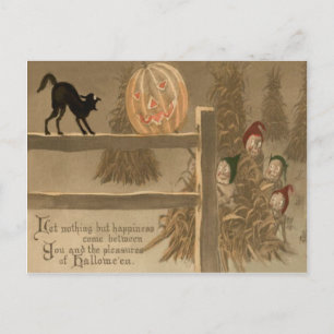 Black Cat Jack O Lantern Pumpkin Haystack Postcard