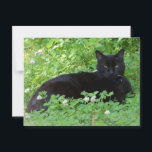 Black Cat Lying in Clover Cat Lovers  Postcard<br><div class="desc">This postcard features one of my original photos of a black cat lying in green clover.  The green clover with with white flowers is a nice contrast to the shiny black fur on this cat.  A beautiful cat photo card for a cat lover.</div>