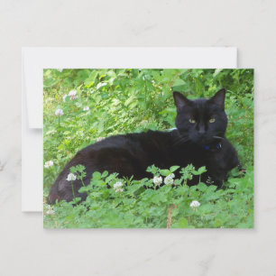 Black Cat Lying in Clover Cat Lovers  Postcard
