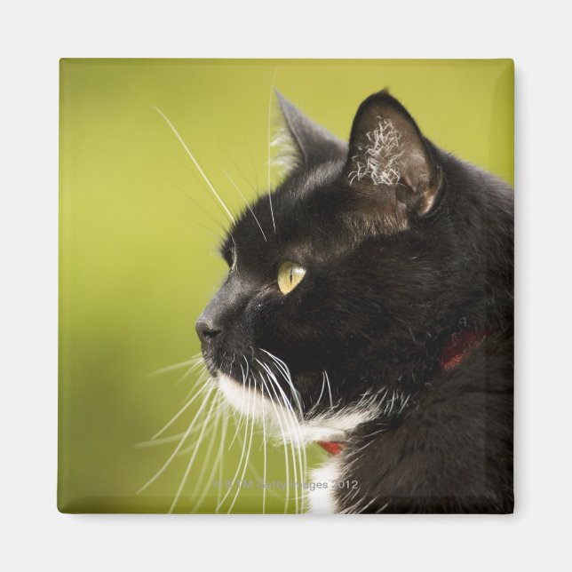 Black Cat Magnet (Front)
