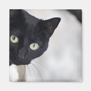 Black Cat Magnet